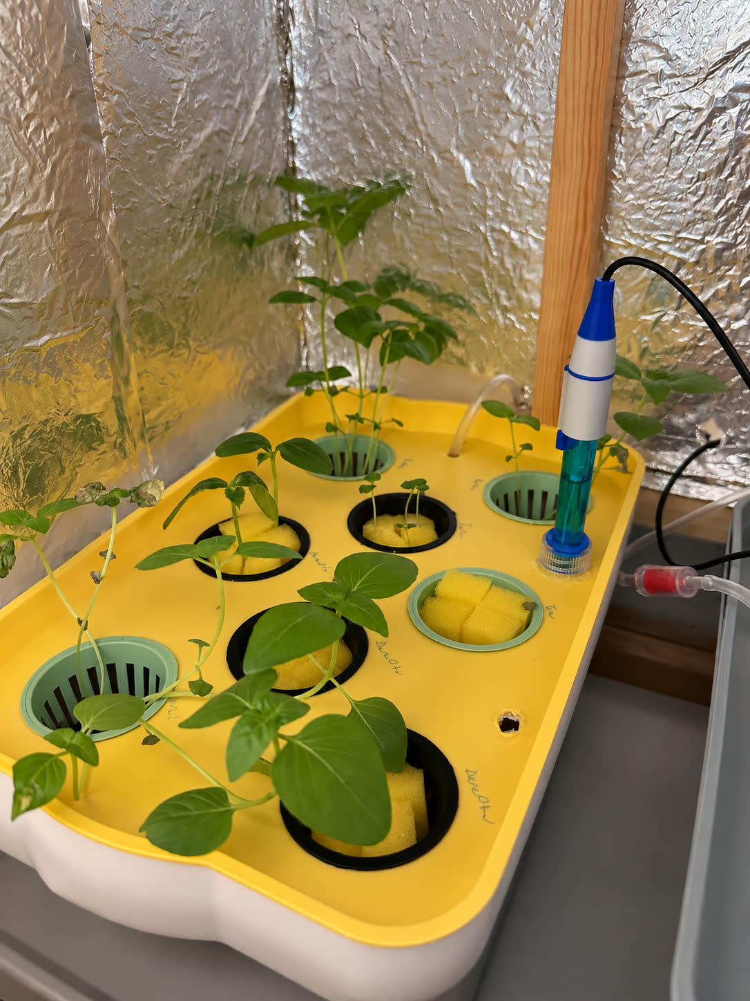 Plants growing in the GrowBox hydroponic prototype